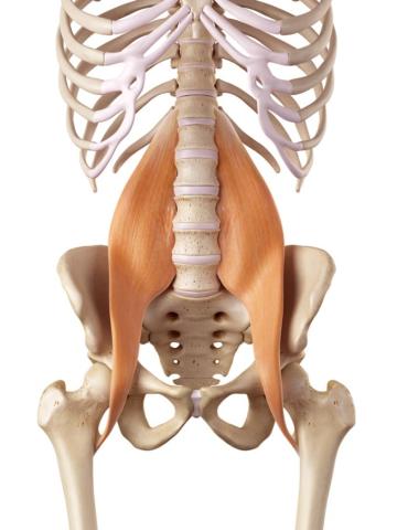 De Psoas spier